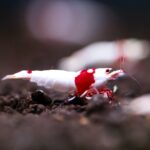red, ornamental shrimp, crs, water life, a pet shrimp, water plant, tropical fish, shrimp, red shrimp, shrimp, shrimp, shrimp, shrimp, shrimp