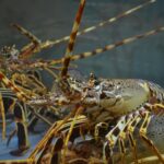 Detailed image of spiny lobsters in a marine aquarium setting.