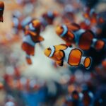 A colorful assembly of clownfish swimming energetically underwater, showcasing sea life beauty.