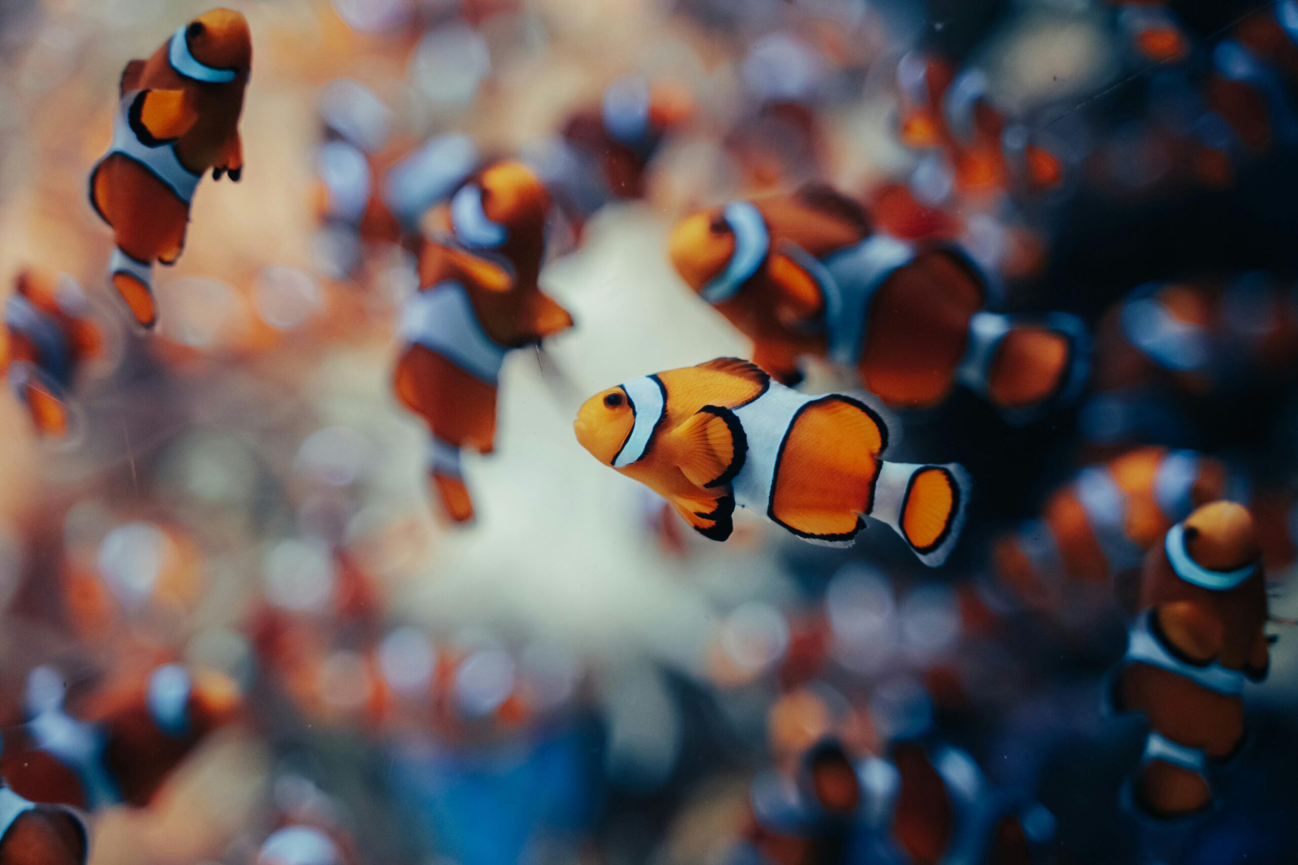 Living marine resources A colorful assembly of clownfish swimming energetically underwater, showcasing sea life beauty.