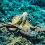 Close-up of an octopus in its natural underwater habitat displaying intricate textures and colors.