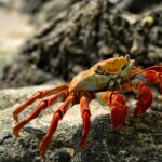 Vibrant Sally Lightfoot Crab resting on rocky Galápagos shoreline.