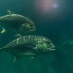 Through glass wall view of large marine fish with pointed fins and tails swimming in pure aqua in aquarium