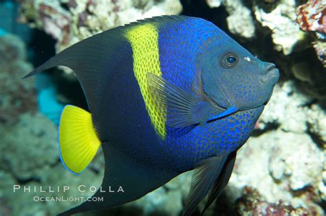 Living marine resources arabian angelfish
