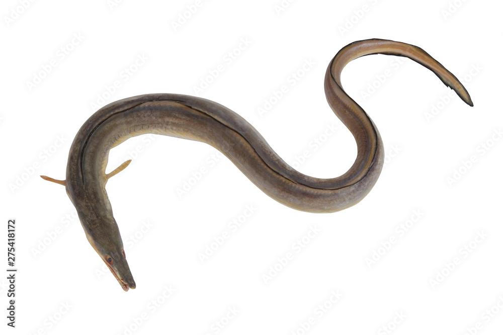 Living marine resources arabian pike conger