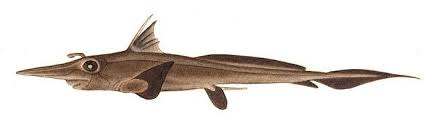 Living marine resources arabian sicklefin chimaera