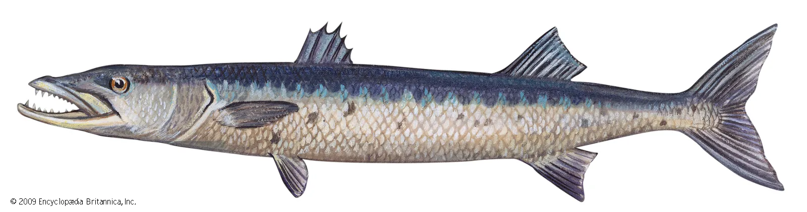 Living marine resources barracuda