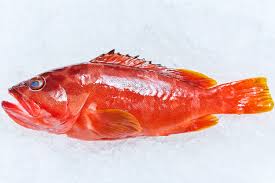 Living marine resources blacktip grouper