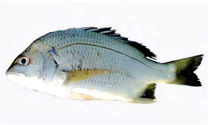 Living marine resources goldsilk seabream