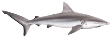 Living marine resources grey reef shark