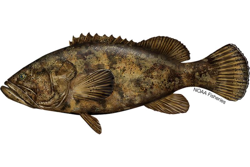 Living marine resources grouper