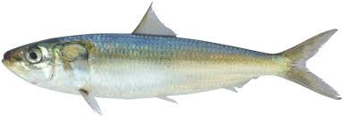 Living marine resources indian oil sardine