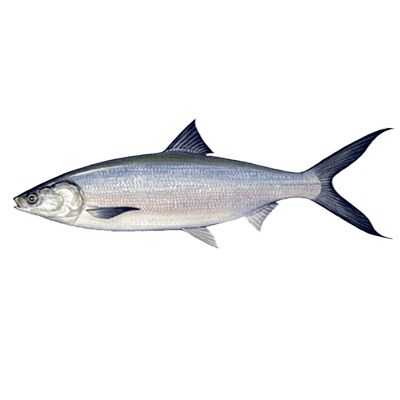 Living marine resources milkfish