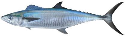Living marine resources narrow barred spanish mackerel