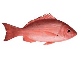 Living marine resources red snapper