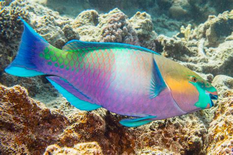 Living marine resources rusty parrotfish