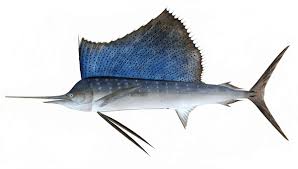 Living marine resources sailfish