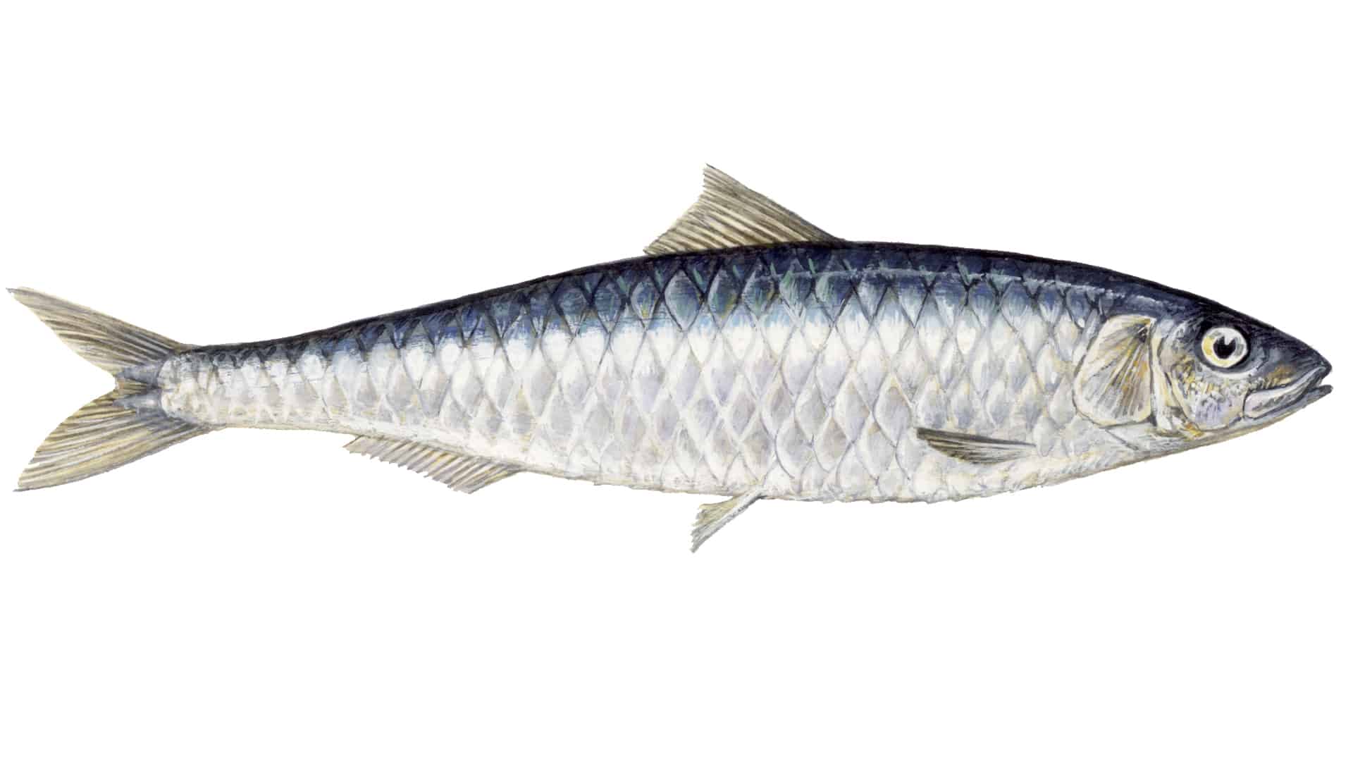 Living marine resources sardine