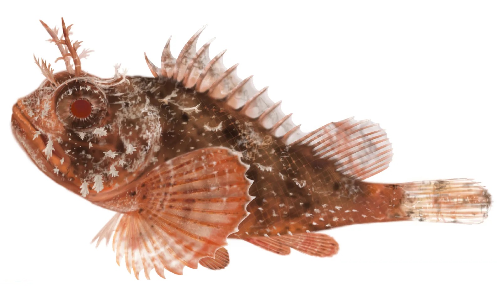 Living marine resources scorpionfish