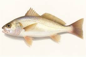 Living marine resources silver croaker