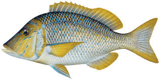 Living marine resources spangled emperor