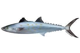 Living marine resources spanish mackerel