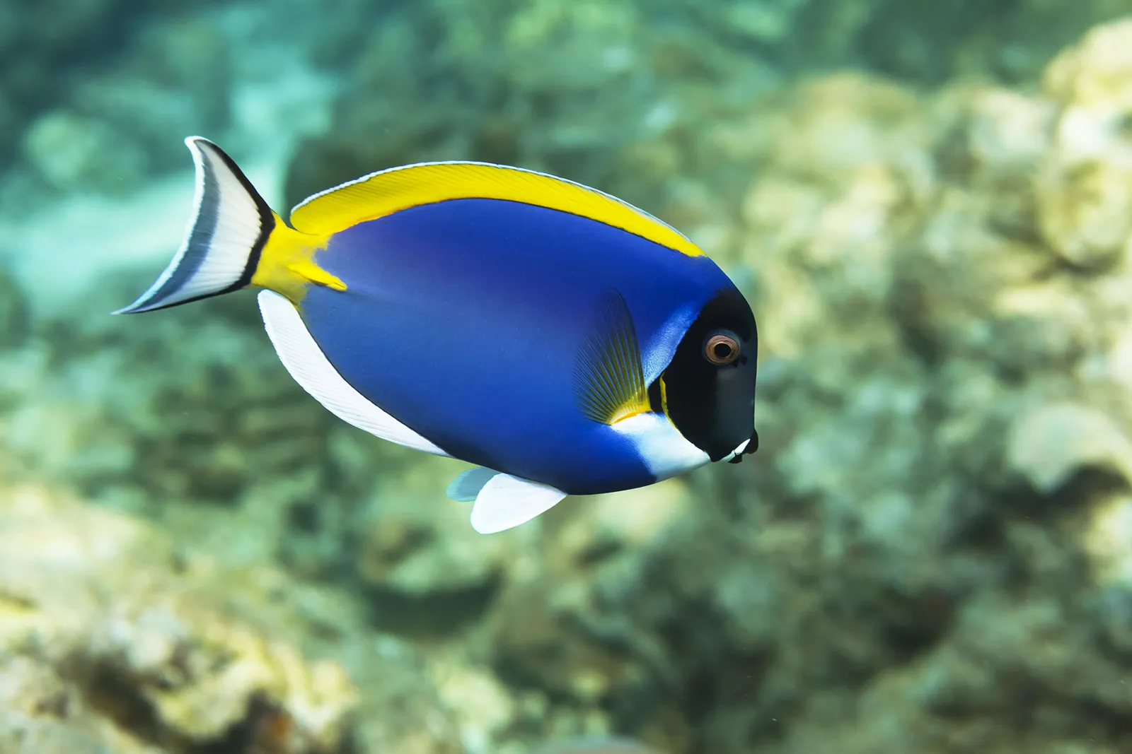 Living marine resources surgeonfish
