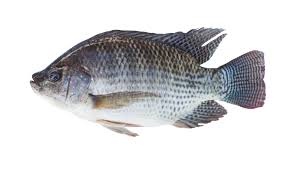 Living marine resources tilapia