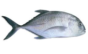Living marine resources trevally