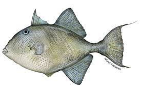 Living marine resources triggerfish
