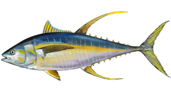 Living marine resources yellowfin tuna